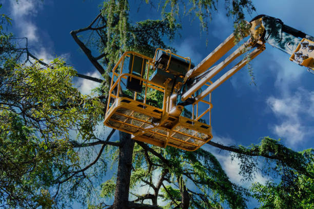 Best Arborist Consultation Services  in Stratford, CA